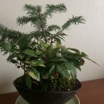 モミとヤブコウジの苔盆栽