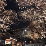 夜桜TOKYO